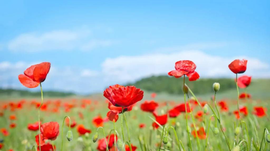 Champ de coquelicots – symbole des 8 ans de mariage l Bracelets Kern